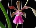 Encyclia Jairak Smiley